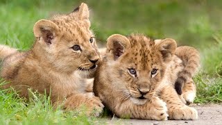Adorable Lion Cubs Playing