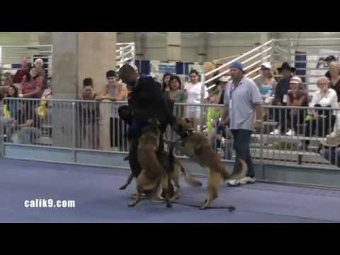 CaliK9.com - puppy training w/ Jasper: Dog Expo 2010