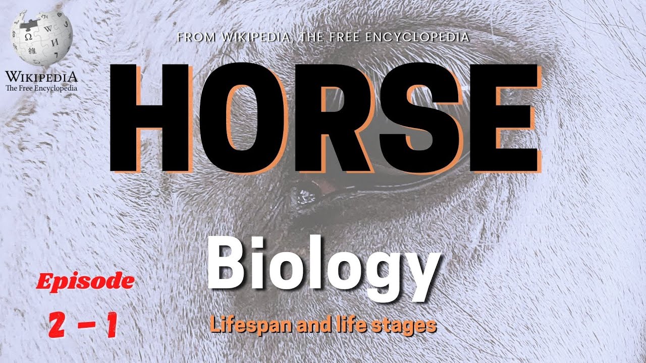 Horse Biology│Lifespan and life stages │ Episode 2 ⎯ 1 EBOOK - YouTube