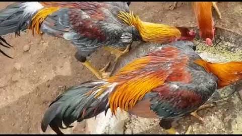 Ntsuag Qaib Panthers 6 1/2 months