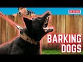 MAD DOGS Barking |  Loud Barking Sounds - 30 Minutes - NON-STOP Barking! 2023