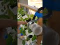 Vertical hydroponic system with PVC pipes