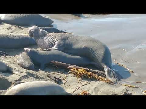 Elephant Seals Mating