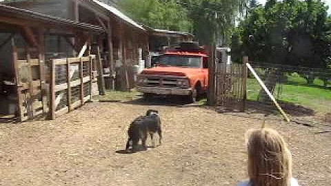 Lily Werner - Zebroff's Farm