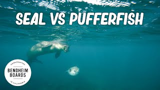 Hawaiian Seal Playing With A Pufferfish