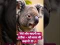 कोआला से सीखें खुशहाल जीवन का राज़ 🌿🐨 #ytshorts #shorts #trendingshorts #facts#motivation#viralvideo