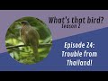 Trouble from Thailand! What's that bird? Episode 24