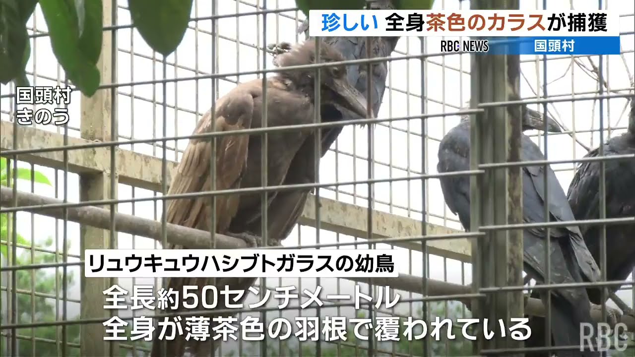 maxresdefault.jpg?sqp=-