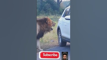 Lion charges scared tourist in car 😮#shoert #funny