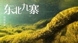 【亮哥養魚】堪比九寨溝的東北冰河，每一幀都是絕美壁紙！ by 亮哥养鱼频道 Liang Aquarium 702 views 1 year ago 1 minute, 33 seconds