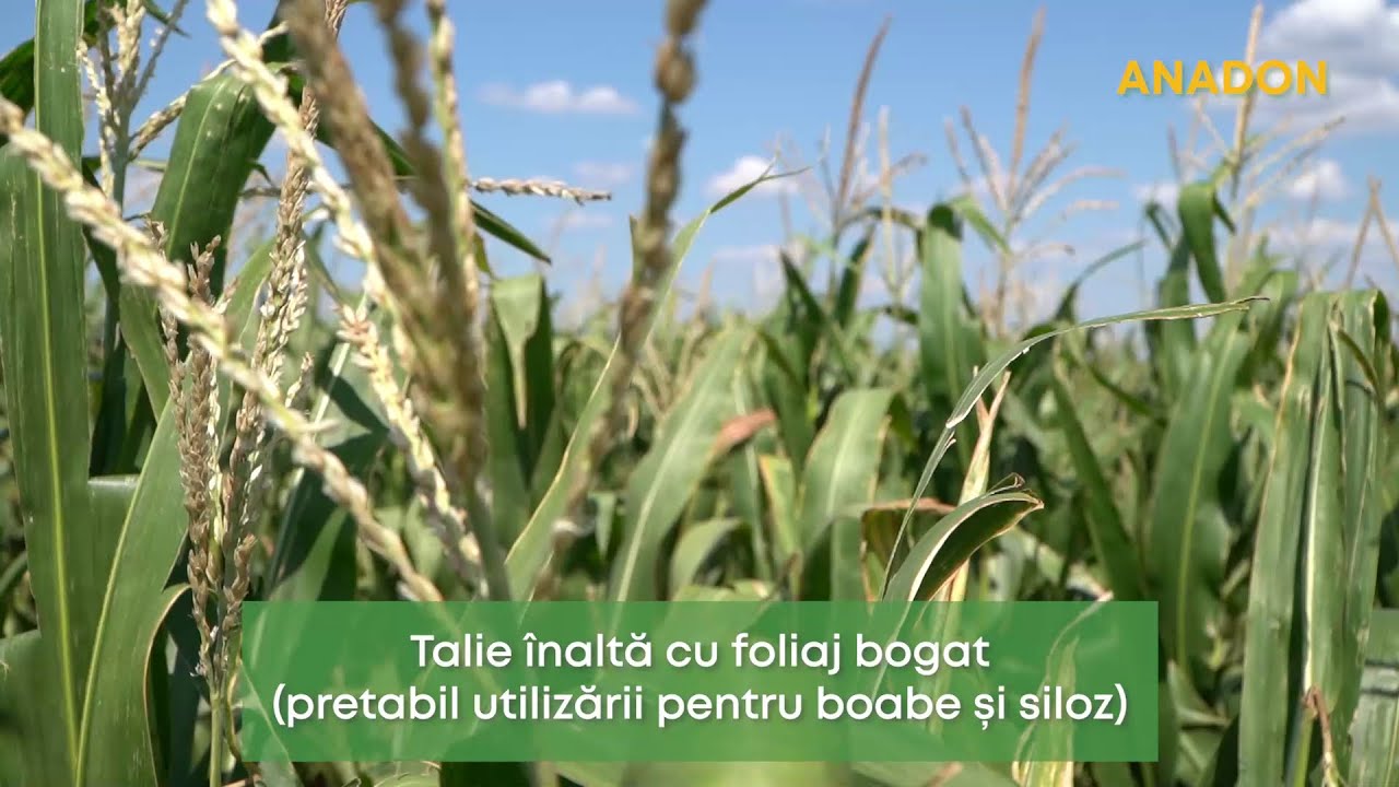 Avantajele hibridului de porumb Anadon Alta Seeds
