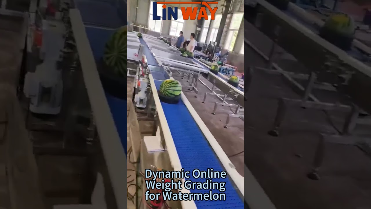 Automatic Watermelon Weight Size Sorting Grading Selecting Line