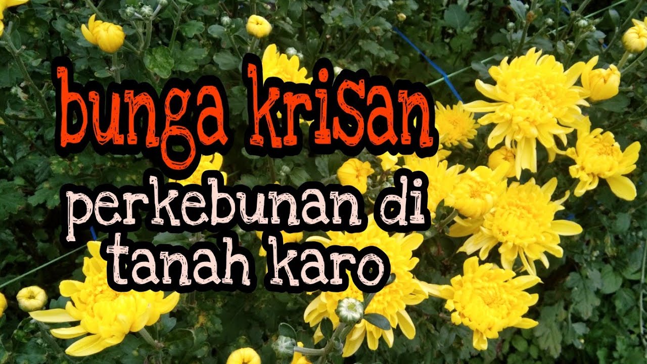  KEBUN  BUNGA  KRISAN  HASIL PANEN DARI TANAH KARO YouTube