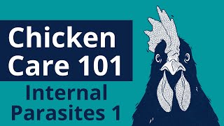 Chicken Care 101 -  Internal Parasites Part 1