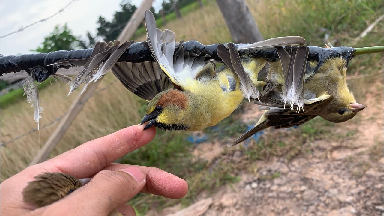 Seven birds destroy people's crops - YouTube