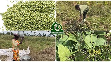 Mung Beans, Vigna radiata Farming: Secrets to Fast Growth & Maximum Yield