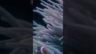 8856785 uhd 2160 3840 25fps