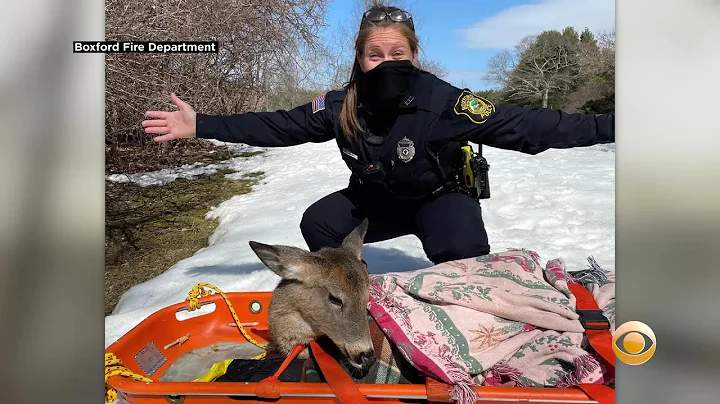 Boxford Rescuers, Good Samaritans Team Up To Save Deer That Fell Through Ice