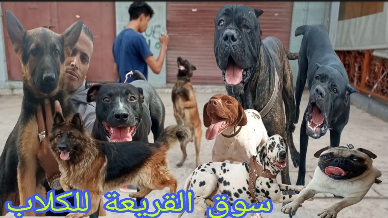 سوق القريعة للكلاب الحراسة و الصيد بيرجي  البوينتر روت وايلر بيتبول امريكان  مالينوا  #dog#malinois