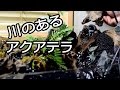 水替えのいらない!川のあるアクアテラリウム立ち上げpart3