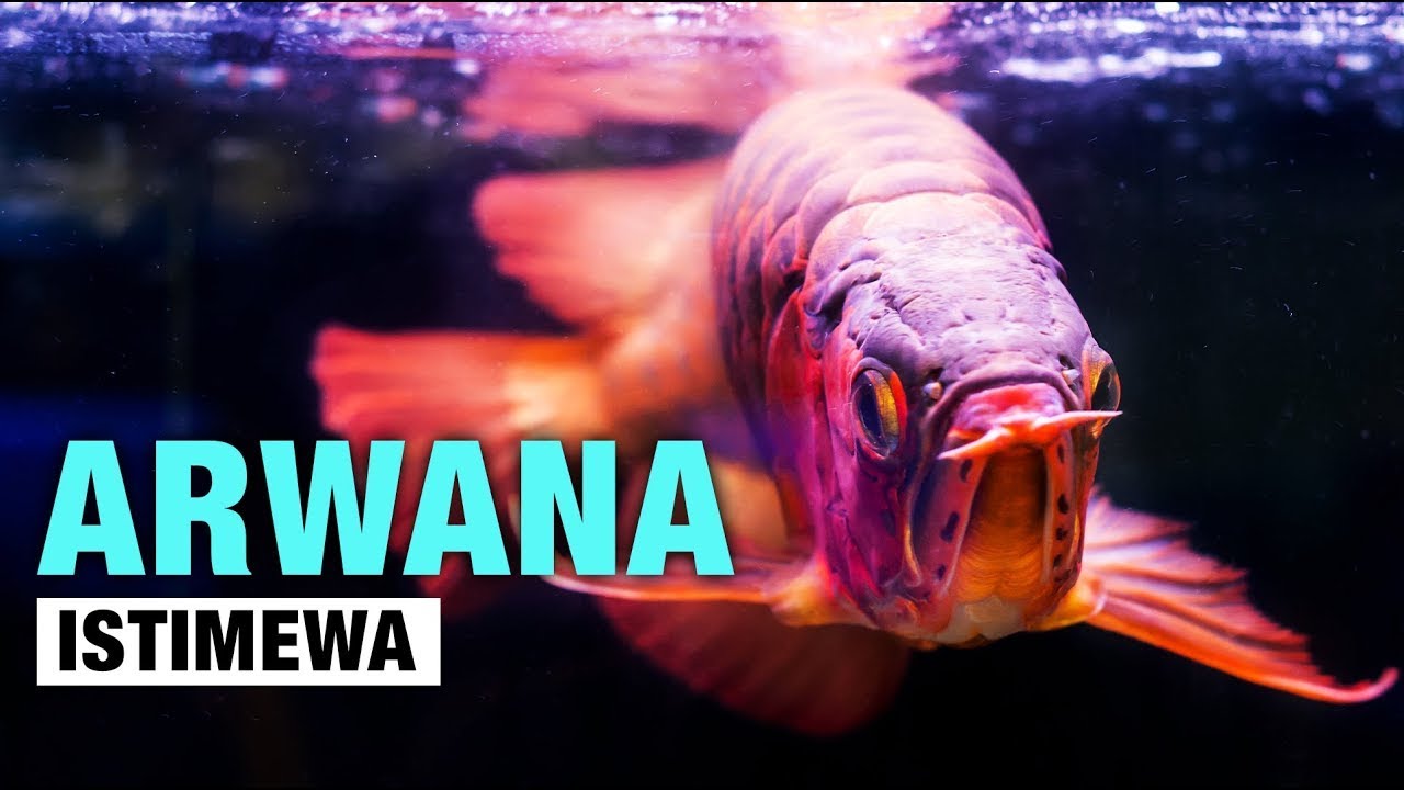 STOK ARWANA AWAL TAHUN !!! DI KIOS TERBESAR JATINEGARA