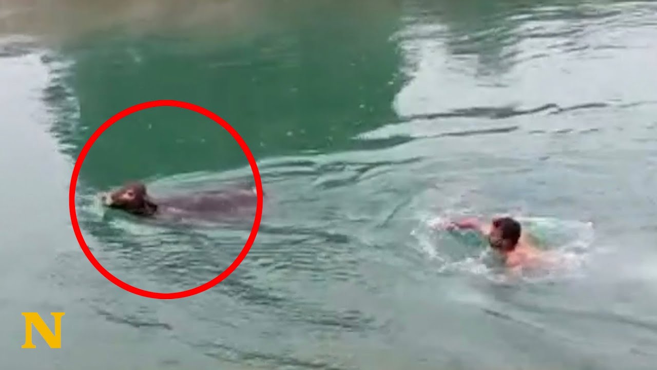 Cow heroically rescued from drowning in canal YouTube