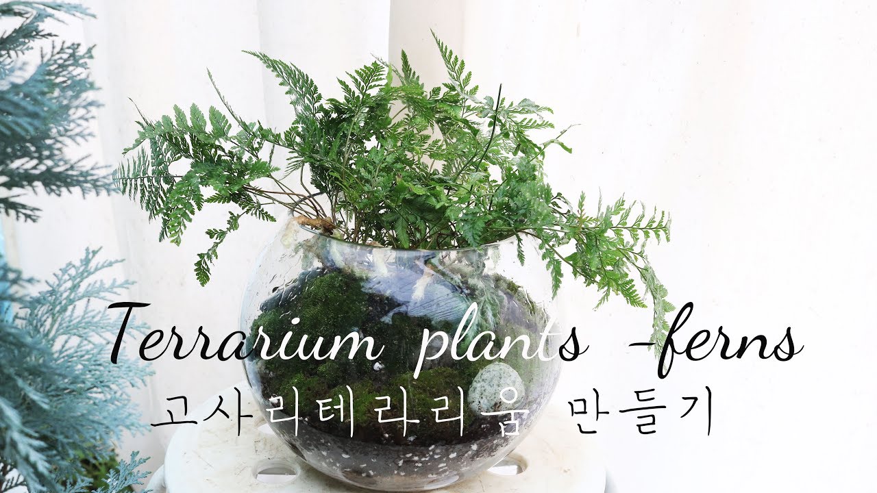 테라리움 고사리 식물과 이끼 꾸미기 terrarium plants - ferns
