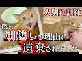 「新居を猫に汚されたくない」と引越し前に捨てられた猫の人馴れ訓練