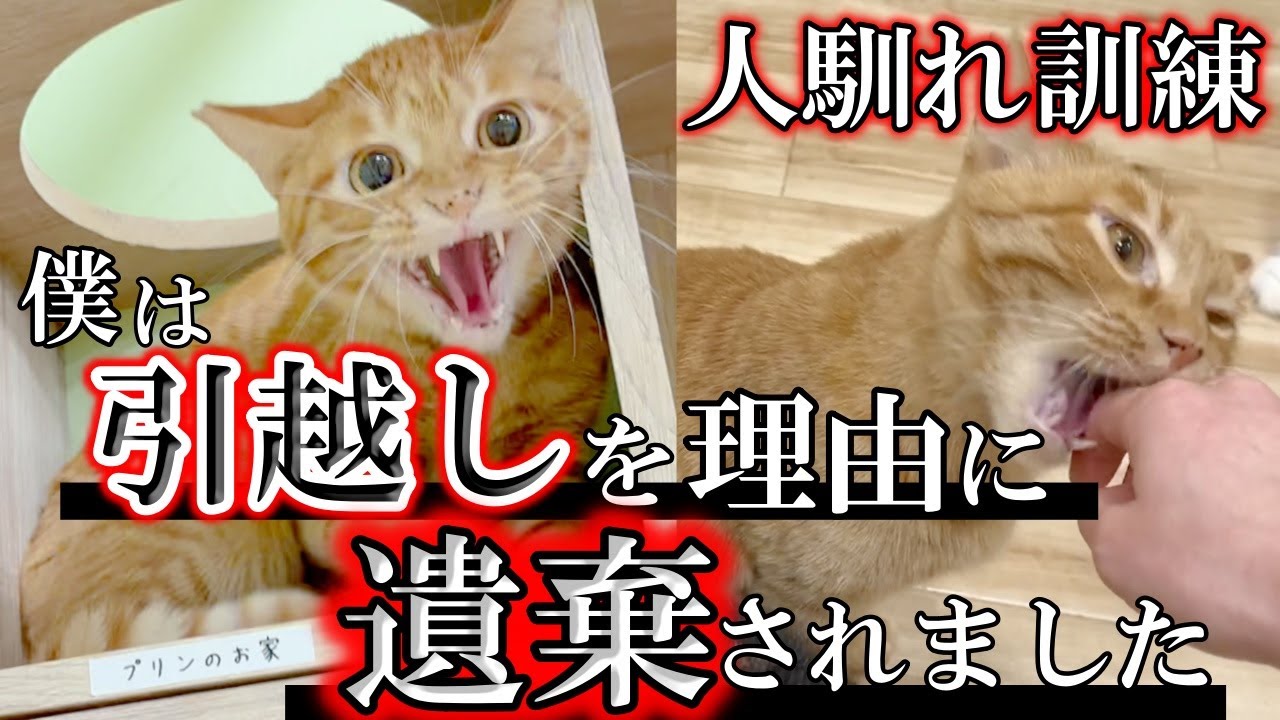 Ohagi - YouTube