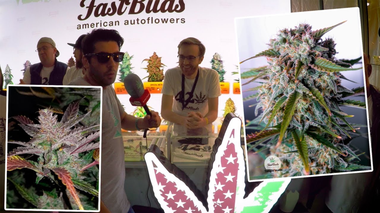 FastBudz`s recommendations for Autoflowering varieties for 2018