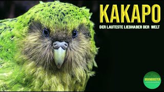 Kakapo  Papagei - Der lauteste Liebhaber der Welt