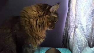 Maine Coon Cat Thinks My Water Is Better by bluefire10899 196 views 9 years ago 50 seconds