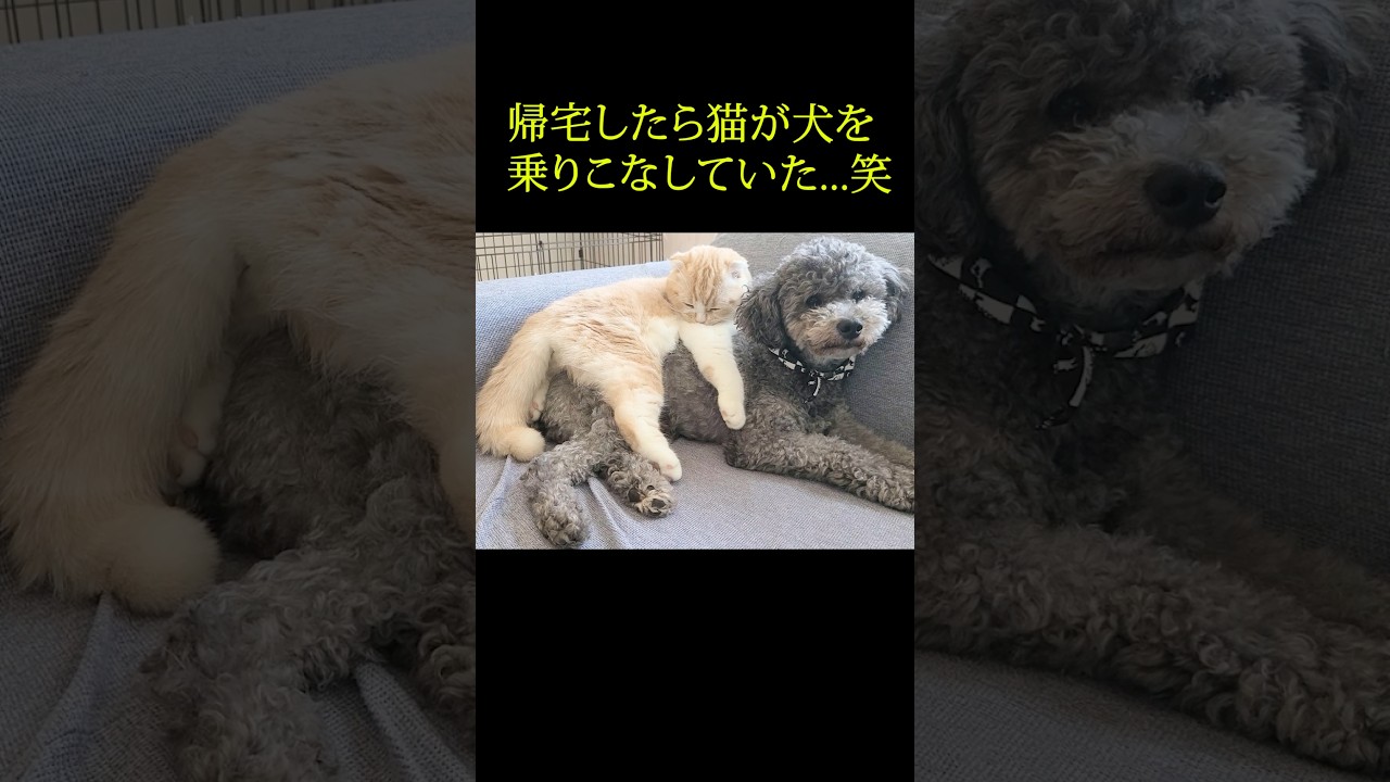 帰宅したら子猫が犬を乗りこなしていた...笑#shorts