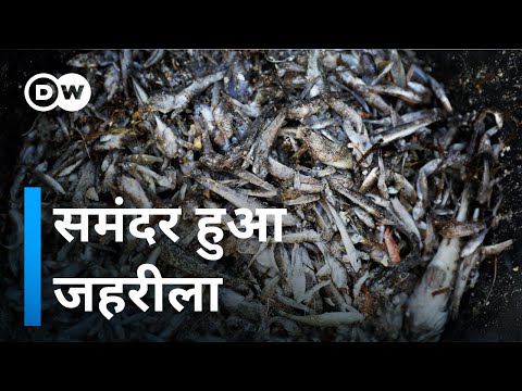 वीडियो: मखमली स्पेन के जंगली तटों पर