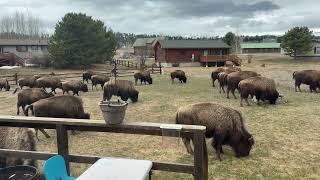 First Baby Bison of the Year in Our Backyard