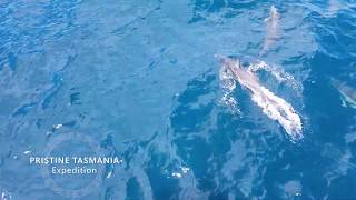 Coral Expeditions - Tasmania