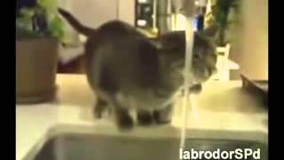 РЎР°РјС‹Рµ СЃРјРµС€РЅС‹Рµ РІРёРґРµРѕ РїСЂРѕ Р¶РёРІРѕС‚РЅС‹С…!!!РЎРњРћРўР Р•РўР¬ Р’РЎР•Рњ 20131