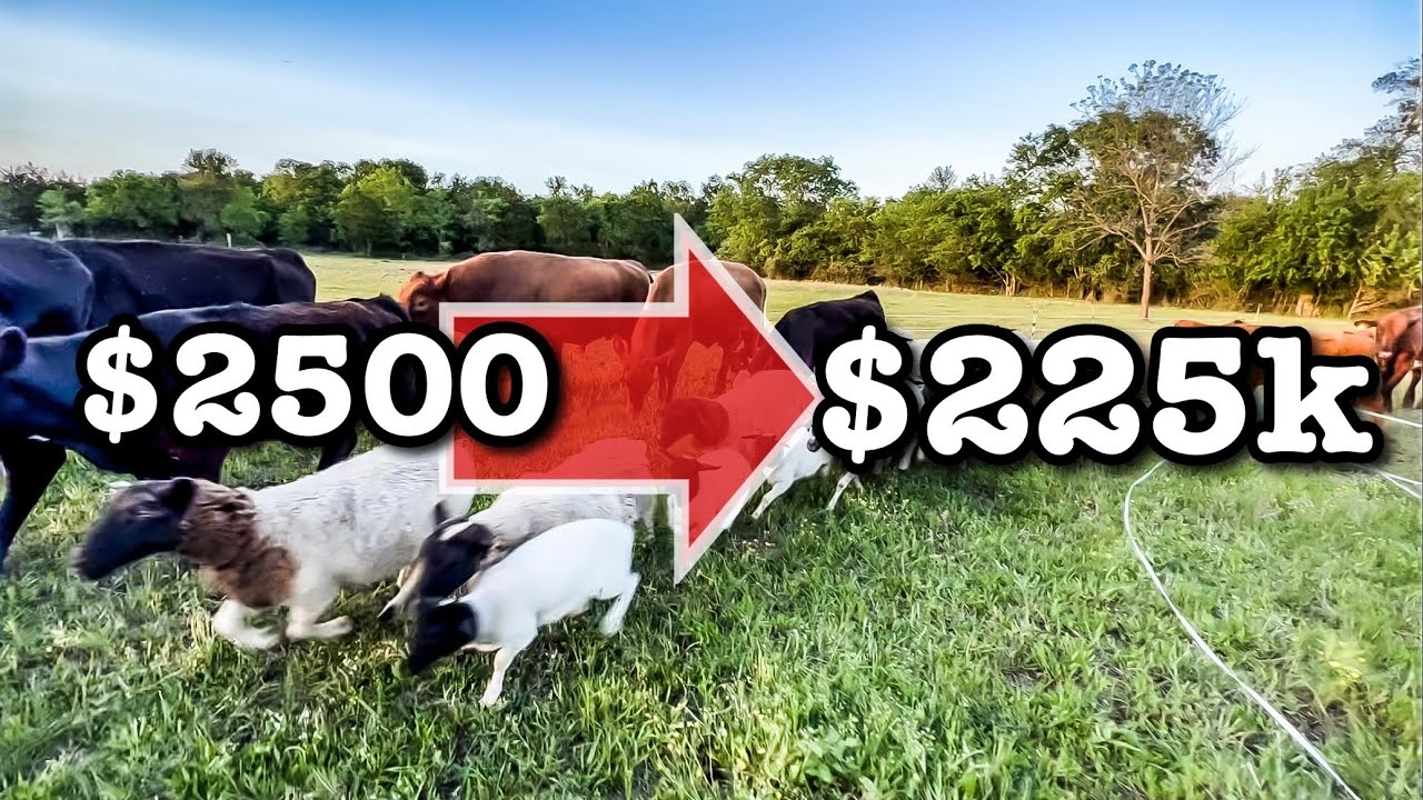 INVESTING $2500 for $225K RETURN | Farm Business Dorper Sheep Farming Cows MICRO RANCHING FOR PROFIT