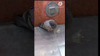 Celebrity pigeon sleep#shortsfeed #shortsvideo #youtubeshort #shortvideo #ytviral #birds #pigeon #pigeons Net Worth