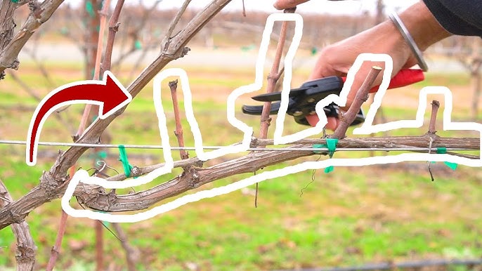 How to Prune Grapes for Trellis and Arbor, Spur Prune and Cane Prune -  YouTube | Beanies