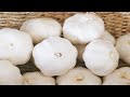 4 Ways to Store Garlic for Very Long Time! 🧄 CiCi Li - Asian Home Cooking Recipes
