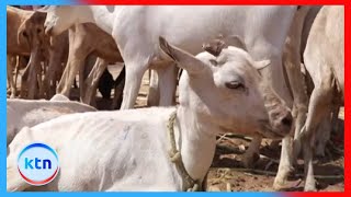 Over 25,000 livestock dead as drought bites in Mandera