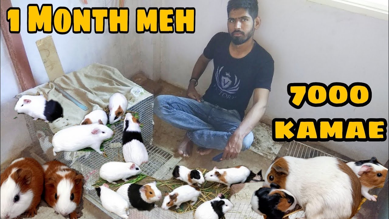 Guinea pig farm || Guinea pig farm in india || Guinea pig ko aise rakhe achi breed keh liye
