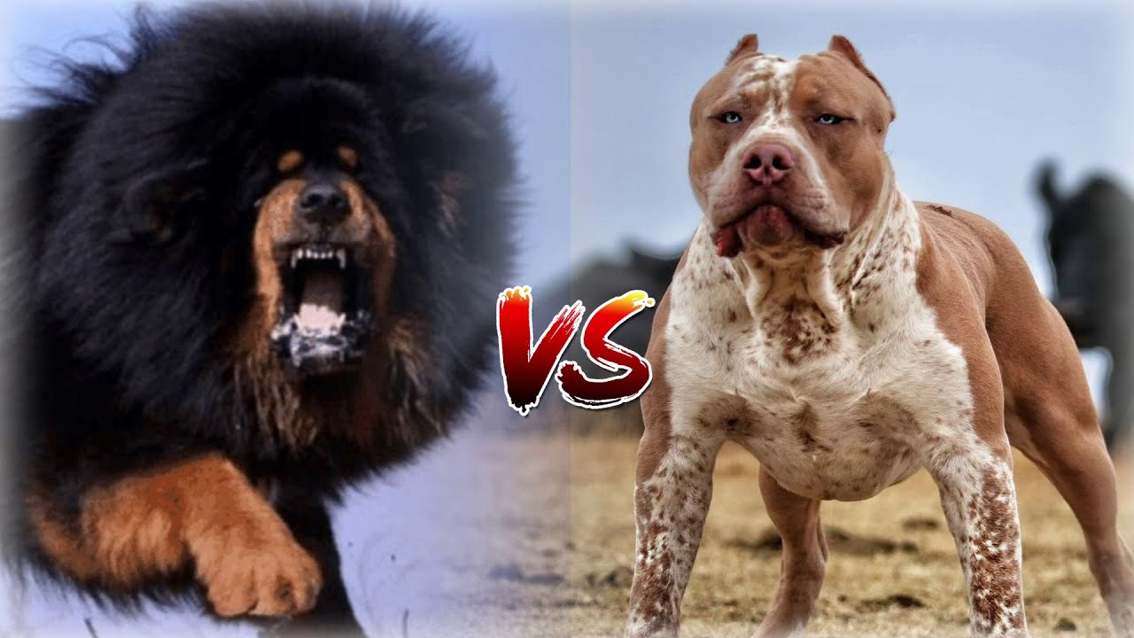 Pitbull VS Tibetan Mastiff Guard Dog. Who's better? YouTube