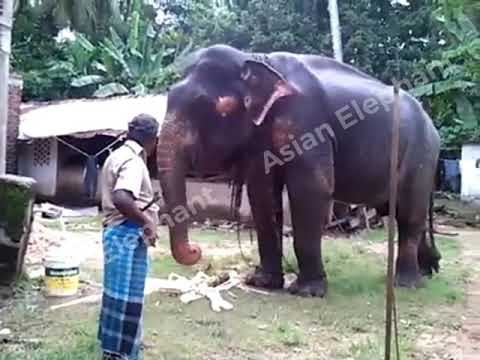 Sri lankan Old Elephant | What is this Elephant doing? | ගොඩමුණෙ අලියා