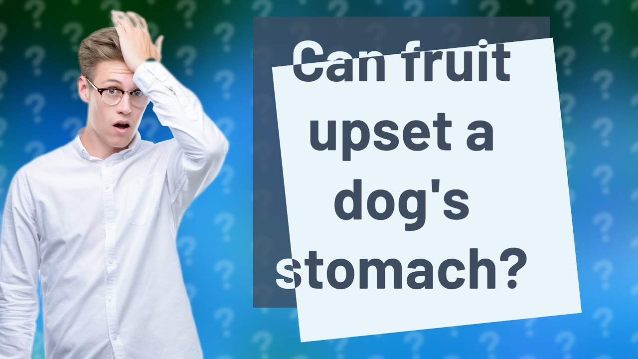 Can fruit upset a dog's stomach? YouTube