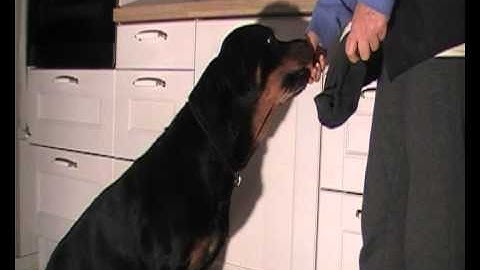 Use a target to teach a new behavior.avi