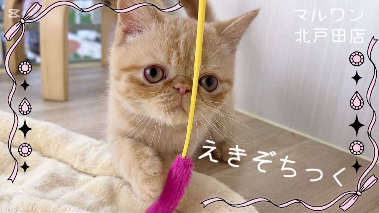 hugmokusei様専用☆ 羊毛フェルトボール《猫のおもちゃ》鈴入り 【公式