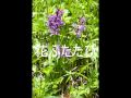 花ふたたび_0001.wmv