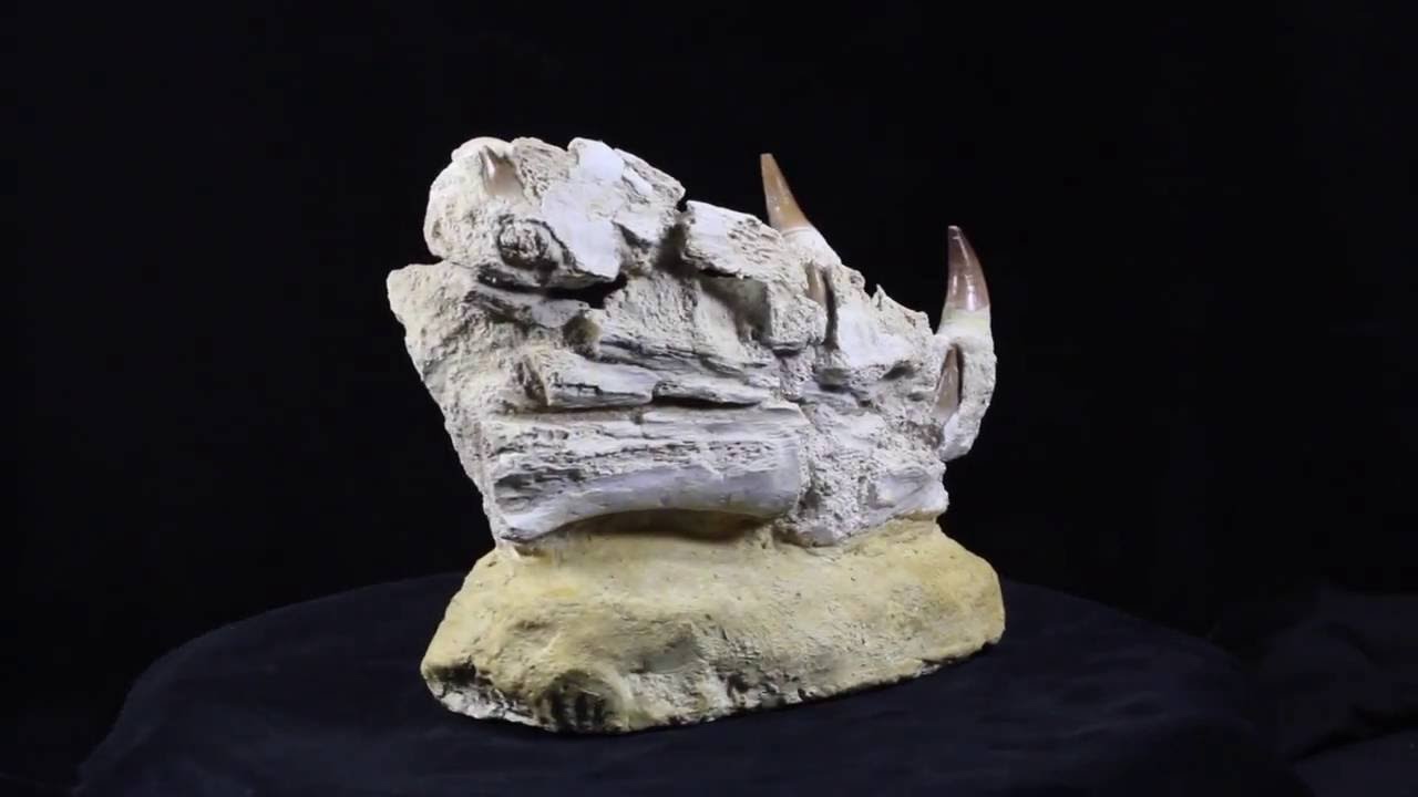 Mosasaur (Eremiasaurus) Jaw Section - Item